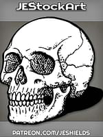 HumanSkullAtThreeQuarterView by Jeshields